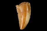 Serrated, Raptor Tooth - Real Dinosaur Tooth #158944-1
